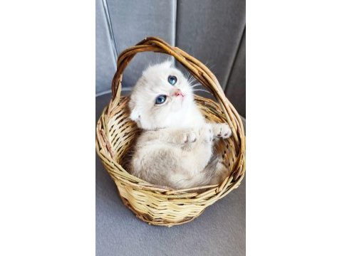 Scottish fold erkek