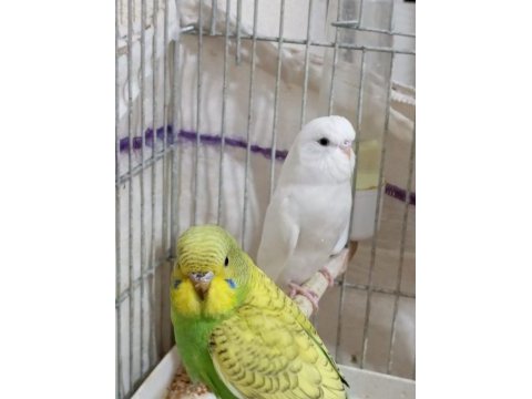 Safkan beyaz muhabbet kuşları