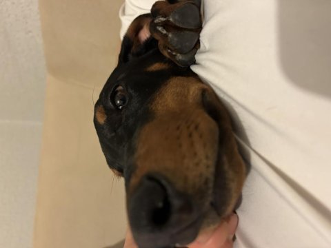 4 aylık yavru doberman