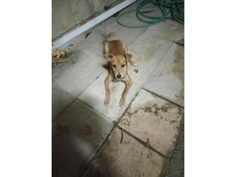 3,5 aylık erkek pinscher