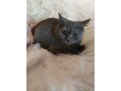 British shorthair yavrularımız