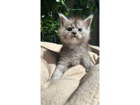 Sağlık ve ırk garantili minik maine coon devler