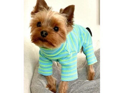 Teacup erkek yorkshire terrier