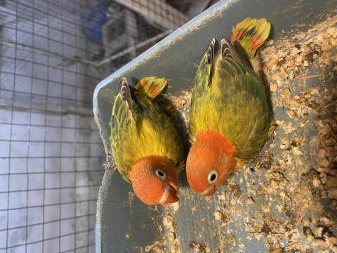 El besleme cennet papağanı bebeler kalite