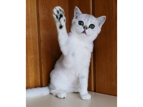 Scottish straight shorthair ns11 dişi