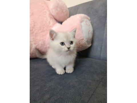 British shorthair erkek ve dişi beyaz