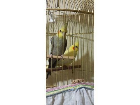 Sultan papağanı çift