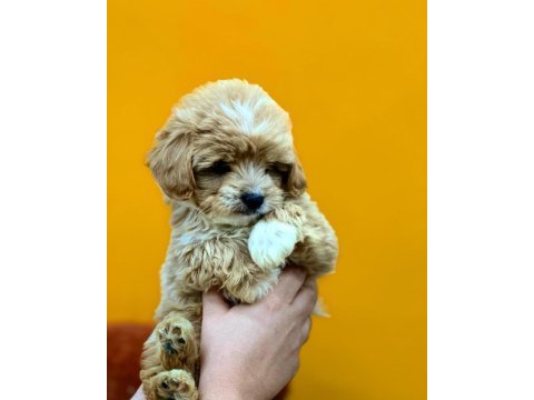 Bebek yüzlü sevimli maltipoo yavrularımız