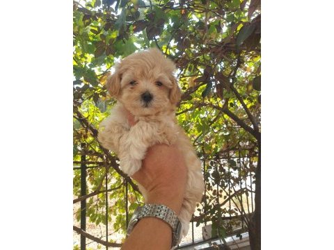 Üst düzey maltipoo yavrularımız sizleri bekliyor