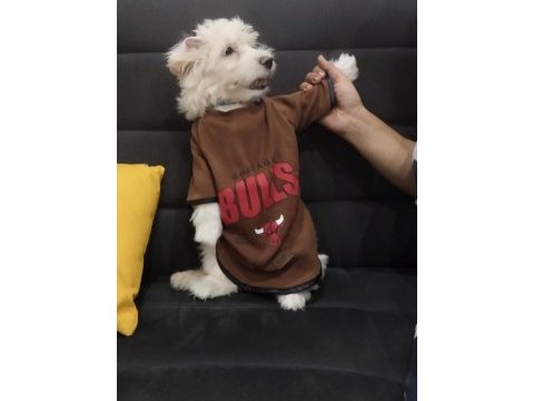 3 aylık maltipoo erkek casper köpeğimiz