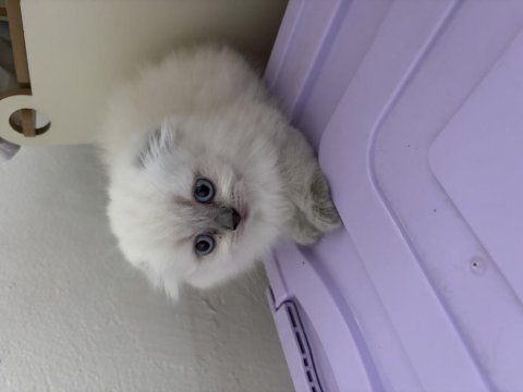 Scottish fold longhair