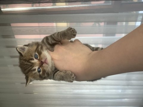 Golden tabby scottish straight