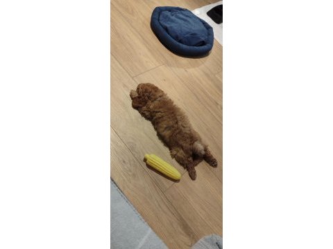 Yavru erkek toy poodle