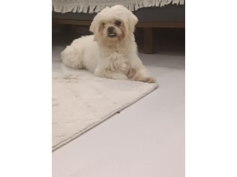 Erkek maltese terrier