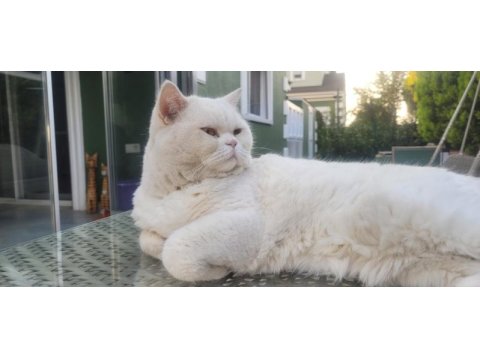 Sahiplendirme 6 yaşında british shorthair