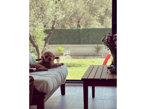 1 yaşında erkek toy poodle