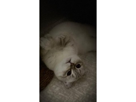 Uysal uyumlu scottish fold