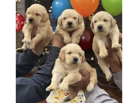 Golden çok sevimli yavrular ruhsatlı çiftlik
