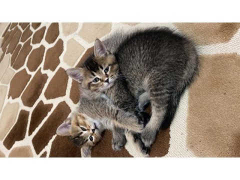 British shorthair erkek yavru sahiplendirilecektir