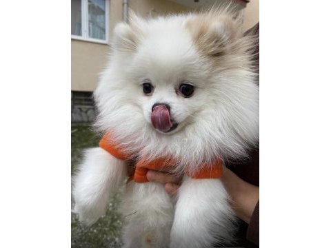 2 yaş pomeranian kırma