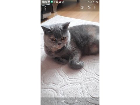 British shorthair güzel kızım leidi