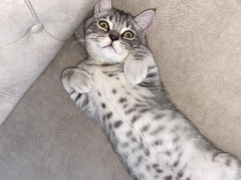 Kedi erkek british shorthair