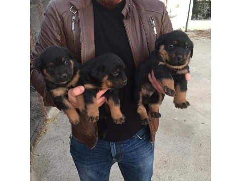 Orjınal yavrular rezervde rottweiler