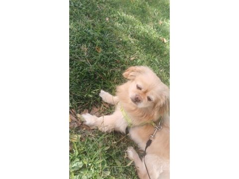 Pekinez köpeğimiz