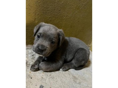 Uygun cane corso bir buçuk aylık