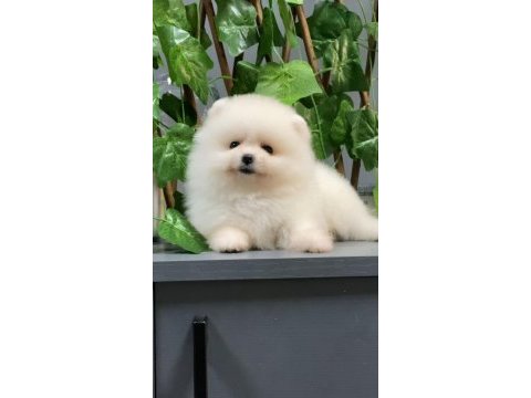 A+ kalite pomeranian yavrularımız 81 ile gönderim mevcuttur