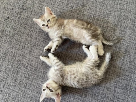 British shorthair