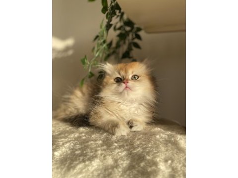 Şecereli ny12 british longhair