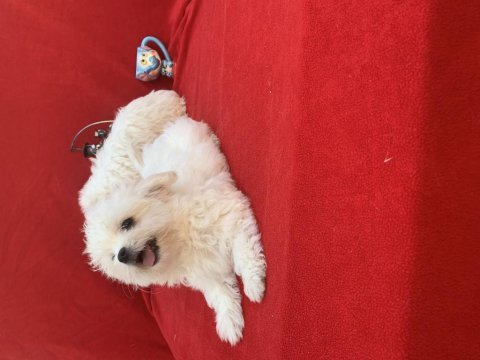 Maltese terrier