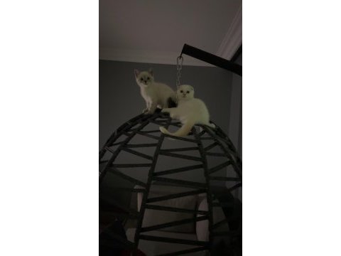 2 buçuk aylık yavru kediler