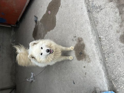 Sahibinden orj ırk samoyed dost canlısı dişi