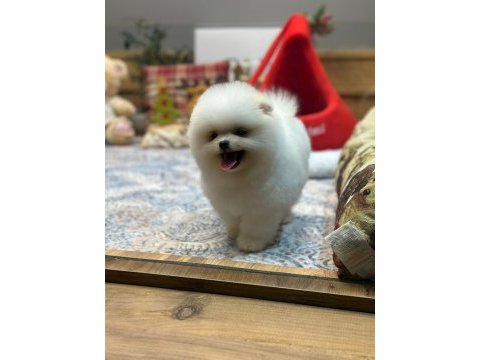 Oyuncak teddy pomeranian boo