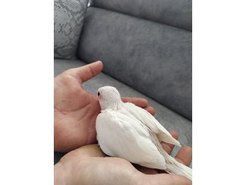 Beyaz pakistan papağanı yavru