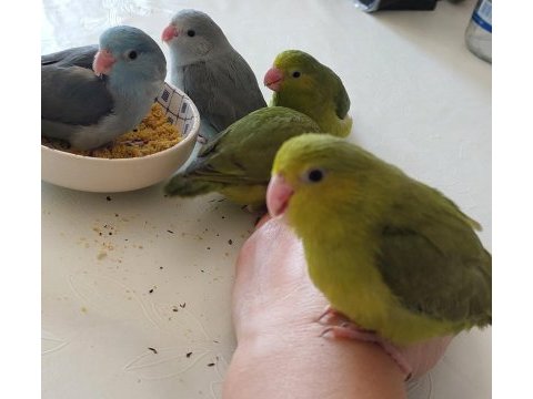 30 günlük el besleme forpus papağanı yavrusu