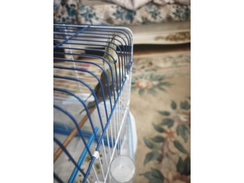 3 aylık sultan papaganı erkek