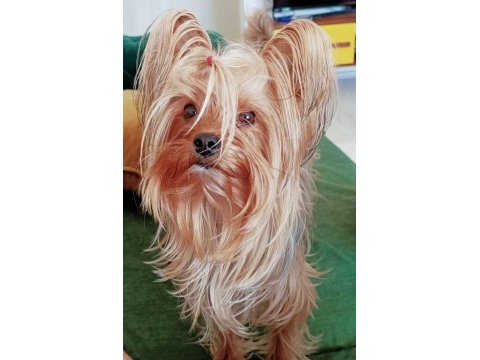 Yorki bebekler