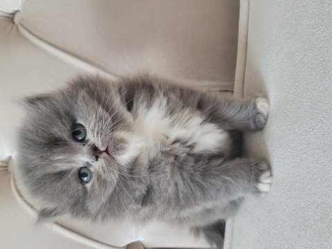 Eşsiz güzellikte ipek tüylü birman ve british longhair