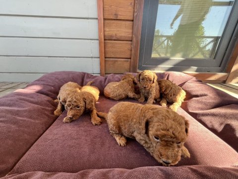 Anne altından red-brown toy poodle yavruları