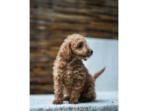 Safkan toy poodle