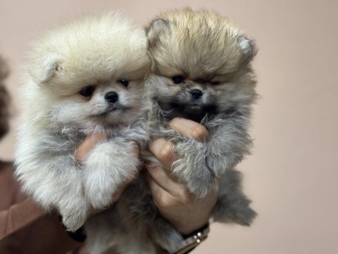 Petmode köpek çiftliğinden teddy pomeranian boo