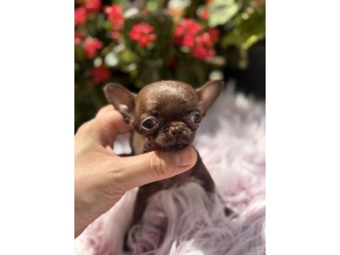 Teacup dişi elma kafa chihuahua