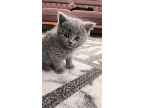 British shorthair kedisi
