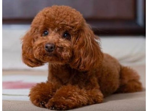 A kalite toy poodle