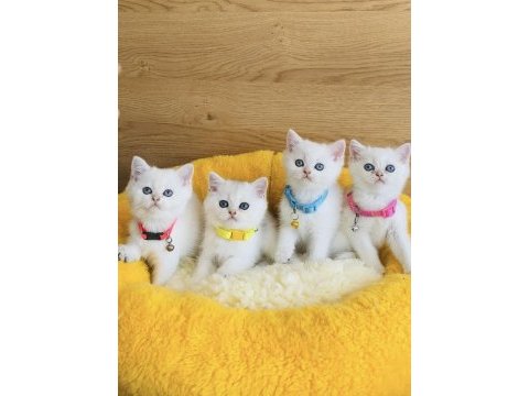 Show kalite maviş point british shorthair bebekleirm 