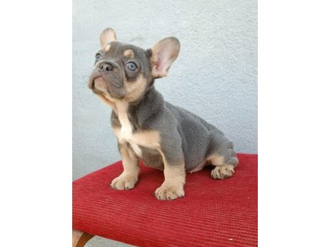 Üst düzey exotic french bulldog yavrumuz