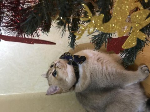 British shorthair erkek ny11